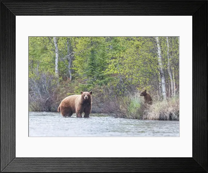 Framed Print : A black bear sow stands her ground, mid-stream, in a Saskatchewan river, Canada while her cub looks on Framed Print : A black bear sow stands her ground, mid-stream, in a Saskatchewan river, Canada while her cub looks on