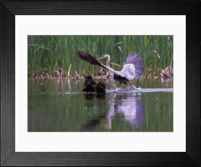 Framed Print : Great blue heron (Ardea herodias) fishing Framed Print : Great blue heron (Ardea herodias) fishing
