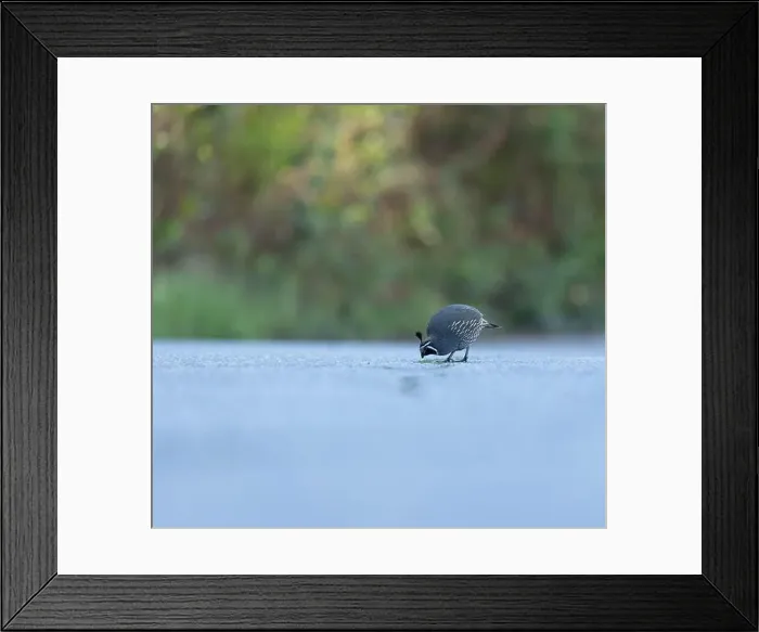 Framed Print : Male California Quail isolated on a road with green background from a low angle in Victoria, British Columbia, Canada Framed Print : Male California Quail isolated on a road with green background from a low angle in Victoria, British Columbia, Canada