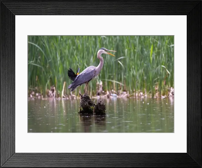Framed Print : Red-winged Blackbird attacking Great Blue Heron Framed Print : Red-winged Blackbird attacking Great Blue Heron
