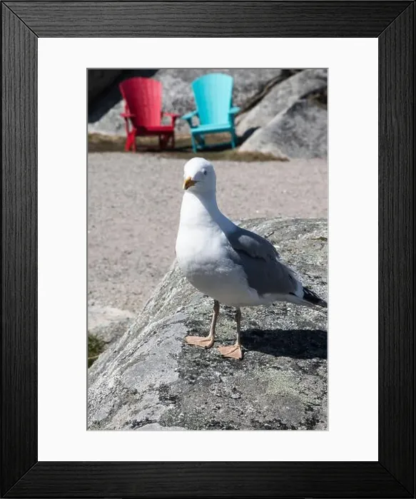 Framed Print : Great black-backed gull standing on a rock at Peggy's Cove, Nova Scotia, Canada Framed Print : Great black-backed gull standing on a rock at Peggy's Cove, Nova Scotia, Canada