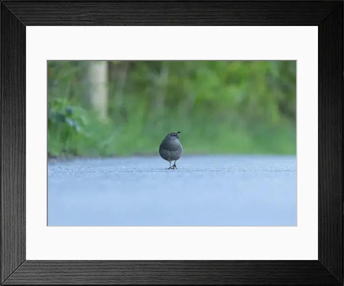 Framed Print : Female California Quail isolated on a road with green background from a low angle in Victoria, British Columbia, Canada Framed Print : Female California Quail isolated on a road with green background from a low angle in Victoria, British Columbia, Canada