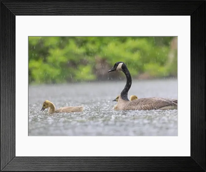 Framed Print : Canada goose (Branta canadensis) family Framed Print : Canada goose (Branta canadensis) family