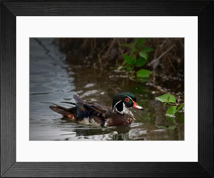 Framed Print : Wood Duck Swimming in Pond - Aix sponsa Framed Print : Wood Duck Swimming in Pond - Aix sponsa