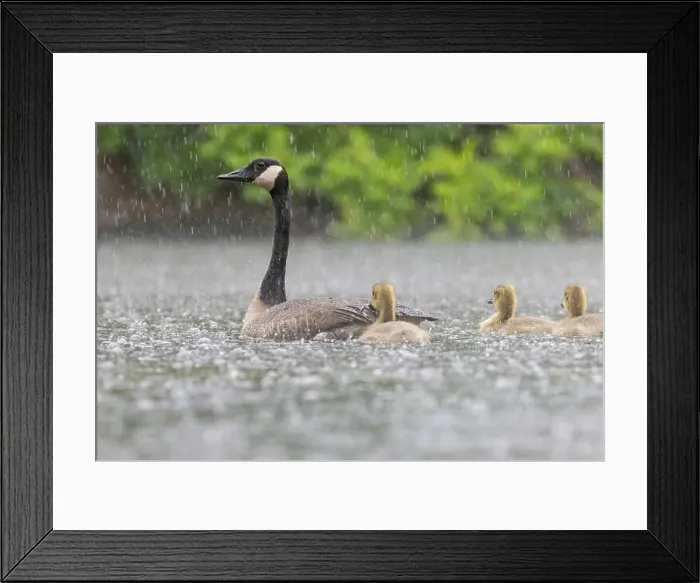 Framed Print : Canada goose (Branta canadensis) family Framed Print : Canada goose (Branta canadensis) family
