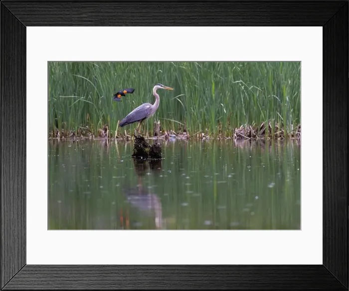 Framed Print : Red-winged Blackbird attacking Great Blue Heron Framed Print : Red-winged Blackbird attacking Great Blue Heron