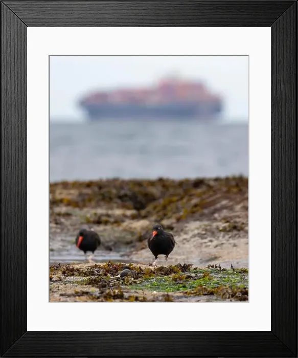 Framed Print : A pair of Black Oystercatchers foraging on the shore with a cargo ship in the distance in Victoria Framed Print : A pair of Black Oystercatchers foraging on the shore with a cargo ship in the distance in Victoria
