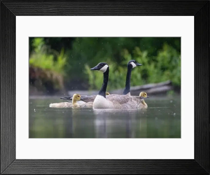 Framed Print : Canada goose (Branta canadensis) family Framed Print : Canada goose (Branta canadensis) family