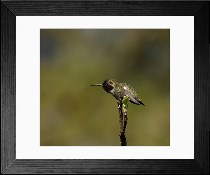Framed Print : Single Anna's Hummingbird perched on a branch in Victoria, British Columbia, Canada Framed Print : Single Anna's Hummingbird perched on a branch in Victoria, British Columbia, Canada