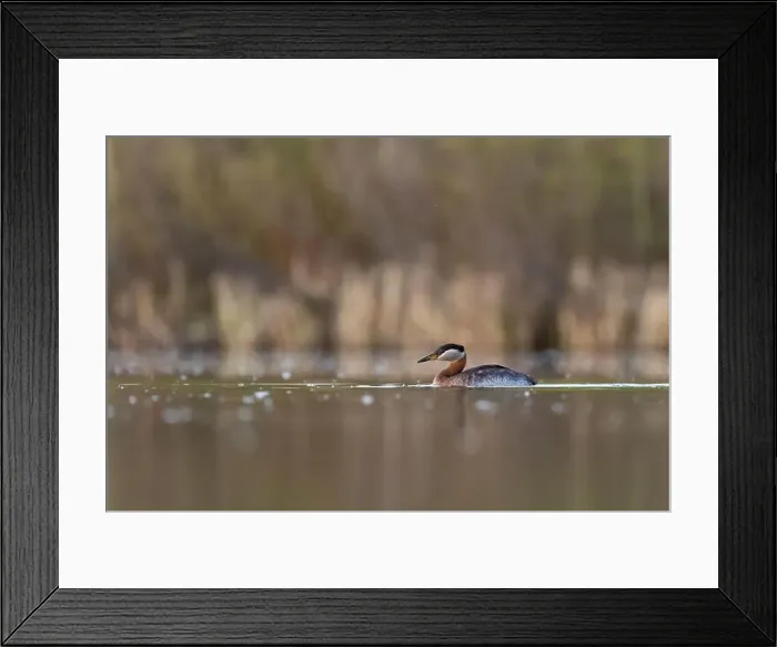 Framed Print : Red-necked Grebe on lake from low angle in Calgary, Alberta, Canada Framed Print : Red-necked Grebe on lake from low angle in Calgary, Alberta, Canada