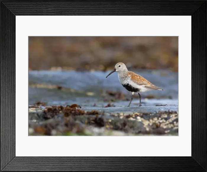 Framed Print : One Dunlin in breeding plumage walking on wet rocks with barnacles in Victoria, British Columbia, Canada Framed Print : One Dunlin in breeding plumage walking on wet rocks with barnacles in Victoria, British Columbia, Canada