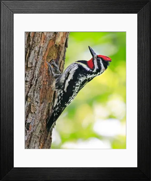 Framed Print : Yellow-bellied Sapsucker on a tree trunk into the forest, Quebec, Canada Framed Print : Yellow-bellied Sapsucker on a tree trunk into the forest, Quebec, Canada
