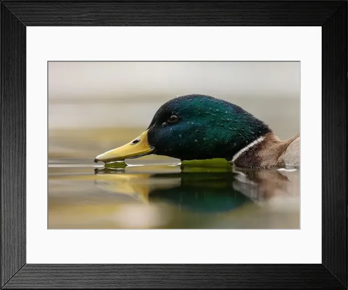 Framed Print : A Male Mallard duck from water level in Victoria, British Columbia, Canada Framed Print : A Male Mallard duck from water level in Victoria, British Columbia, Canada