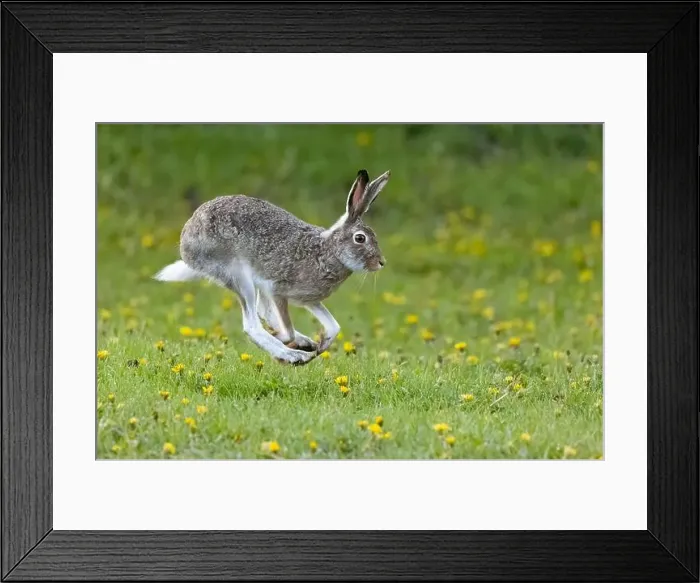 Framed Print : A White-tailed Jackrabbit hopping through a flowery field in Calgary, Alberta, Canada Framed Print : A White-tailed Jackrabbit hopping through a flowery field in Calgary, Alberta, Canada
