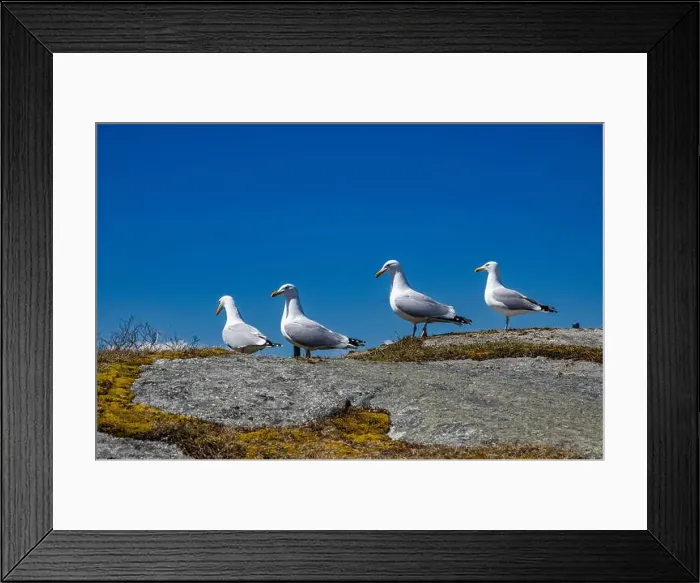 Framed Print : Great black-backed gulls standing on a rock at Peggy's Cove, Nova Scotia, Canada Framed Print : Great black-backed gulls standing on a rock at Peggy's Cove, Nova Scotia, Canada