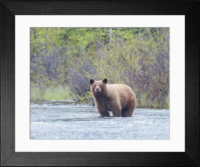 Framed Print : A cinnamon-colored black bear stands in a northern Saskatchewan, Canada river Framed Print : A cinnamon-colored black bear stands in a northern Saskatchewan, Canada river