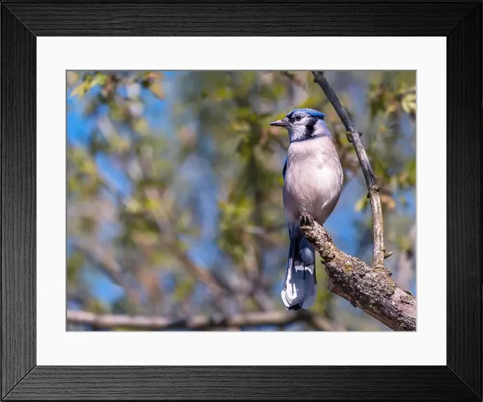 Framed Print : Blue Jay perching on a tree branch in early spring Framed Print : Blue Jay perching on a tree branch in early spring