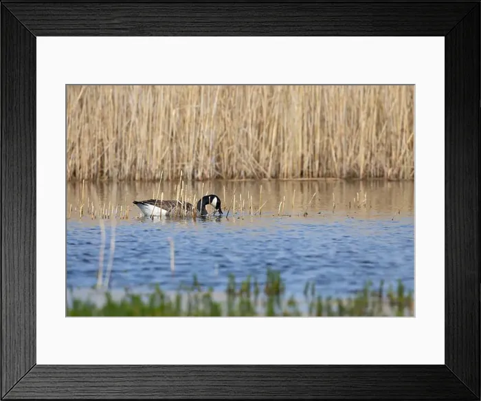 Framed Print : Canada Goose foraging for food in a lake with reeds in the background. County Durham, England, UK Framed Print : Canada Goose foraging for food in a lake with reeds in the background. County Durham, England, UK