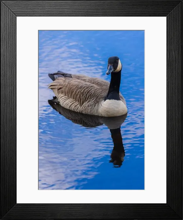 Framed Print : Canada Goose On Water Reflection Framed Print : Canada Goose On Water Reflection