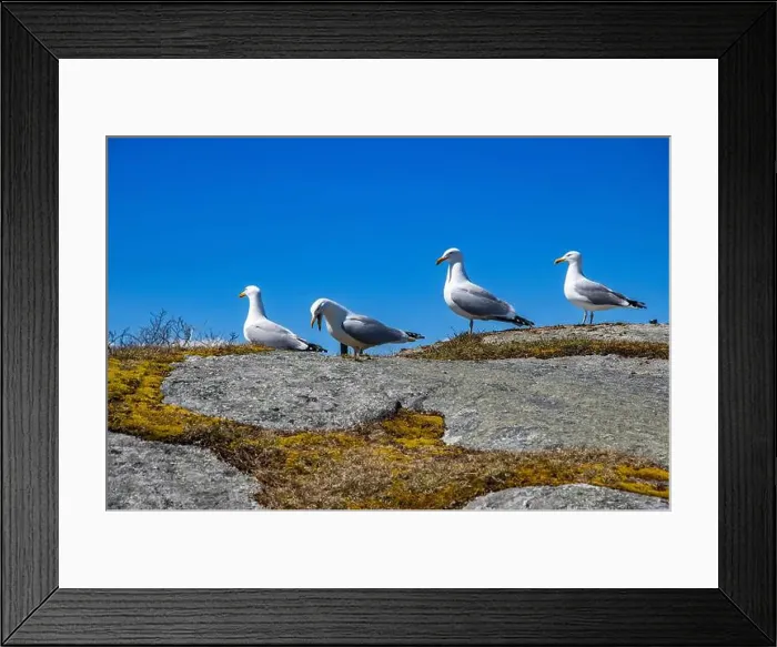 Framed Print : Great black-backed gulls standing on a rock at Peggy's Cove, Nova Scotia, Canada Framed Print : Great black-backed gulls standing on a rock at Peggy's Cove, Nova Scotia, Canada