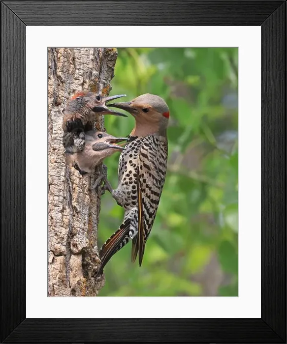Framed Print : Northern Flicker family portrait on the green background, the mother feeding babies in the nest, Quebec, Canada
