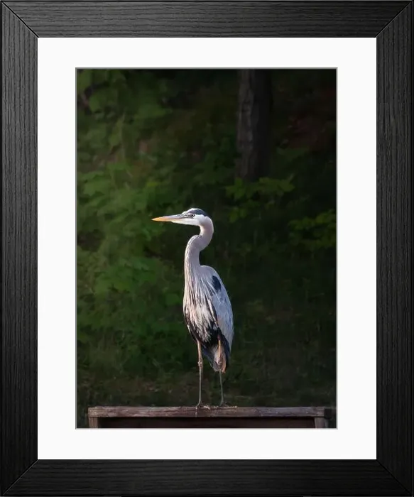 Framed Print : Close up of great blue heron bird standing on dock in front of trees Framed Print : Close up of great blue heron bird standing on dock in front of trees