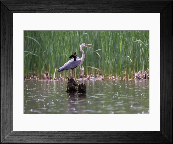 Framed Print : Red-winged Blackbird attacking Great Blue Heron Framed Print : Red-winged Blackbird attacking Great Blue Heron