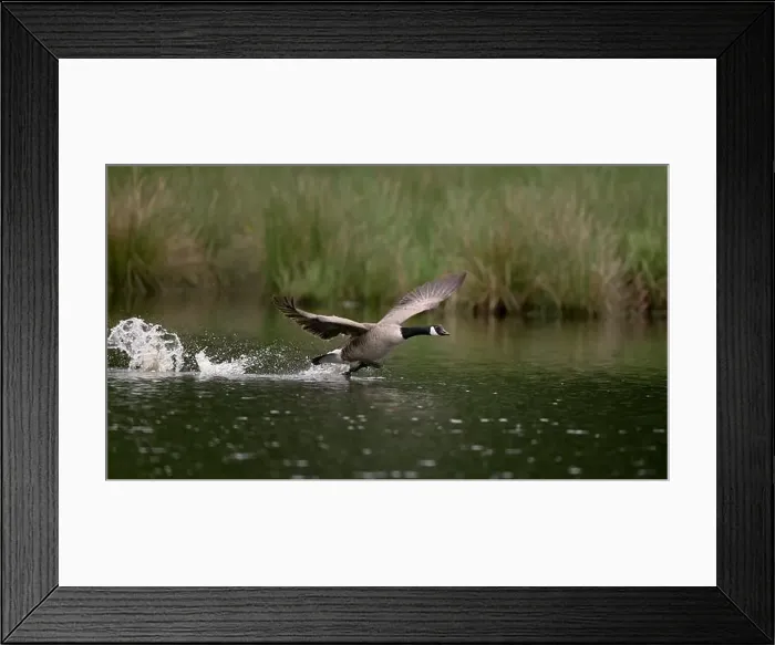 Framed Print : Canada goose (Branta canadensis) running over water and splashing water droplets Framed Print : Canada goose (Branta canadensis) running over water and splashing water droplets