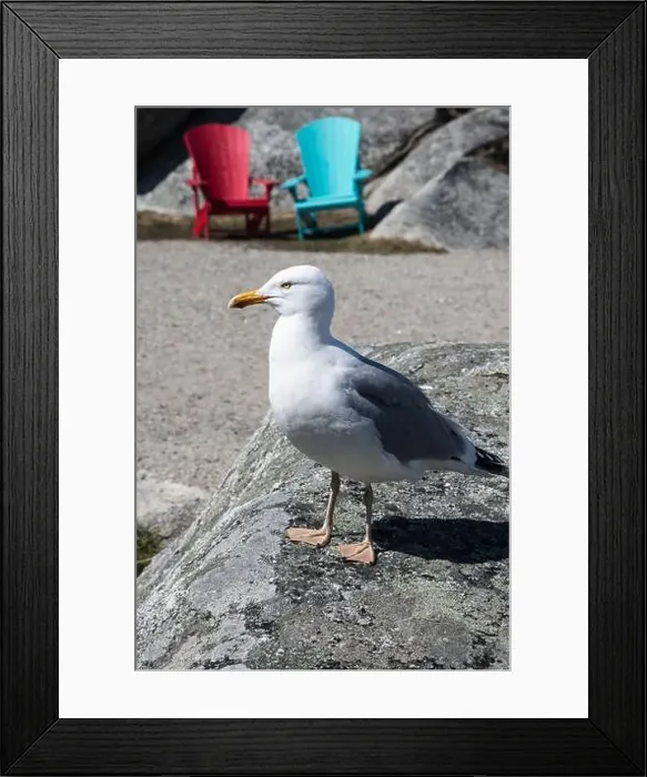 Framed Print : Great black-backed gull standing on a rock at Peggy's Cove, Nova Scotia, Canada Framed Print : Great black-backed gull standing on a rock at Peggy's Cove, Nova Scotia, Canada