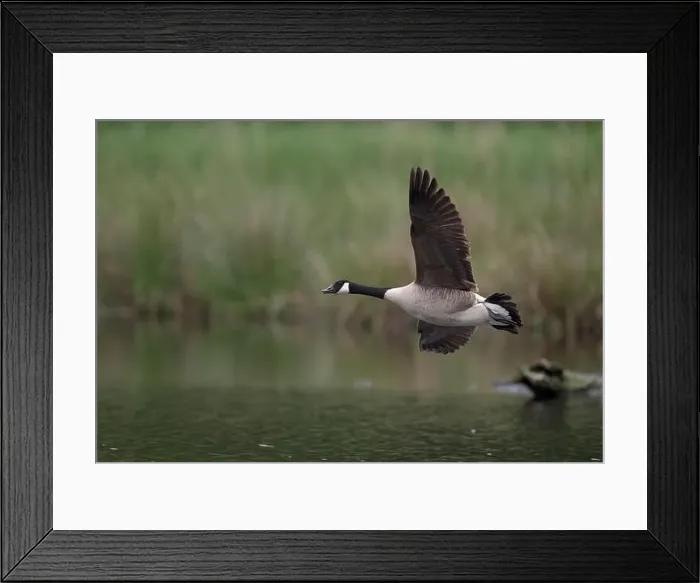 Framed Print : Canada goose (Branta canadensis) flying over water, Lower Rhine, North Rhine-Westphalia, Germany Framed Print : Canada goose (Branta canadensis) flying over water, Lower Rhine, North Rhine-Westphalia, Germany