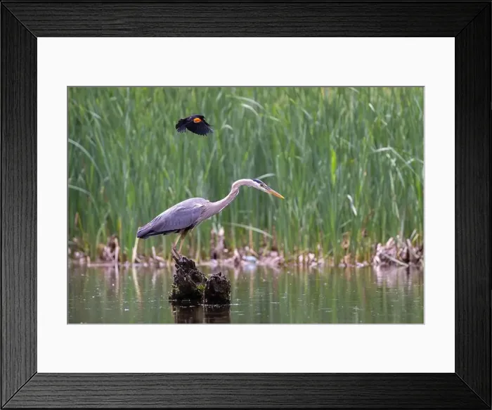 Framed Print : Red-winged Blackbird attacking Great Blue Heron Framed Print : Red-winged Blackbird attacking Great Blue Heron