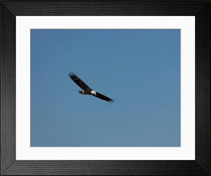 Framed Print : An adult Bald Eagle with wings spread flying against a blue sky in Victoria, British Columbia, Canada Framed Print : An adult Bald Eagle with wings spread flying against a blue sky in Victoria, British Columbia, Canada