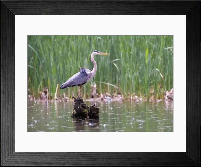 Framed Print : Red-winged Blackbird attacking Great Blue Heron Framed Print : Red-winged Blackbird attacking Great Blue Heron