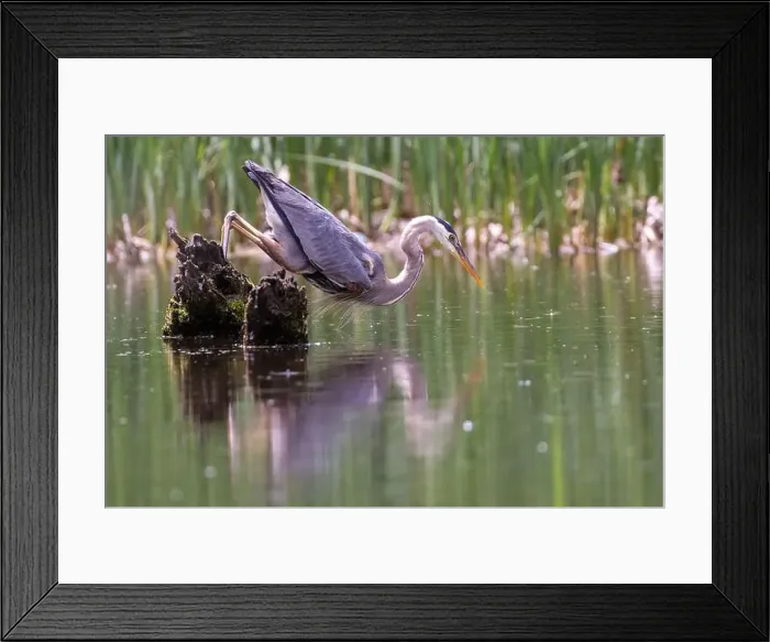 Framed Print : Great blue heron (Ardea herodias) fishing Framed Print : Great blue heron (Ardea herodias) fishing