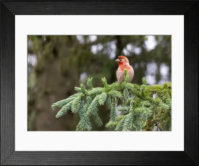 Framed Print : The House finch (Haemorhous mexicanus) Framed Print : The House finch (Haemorhous mexicanus)