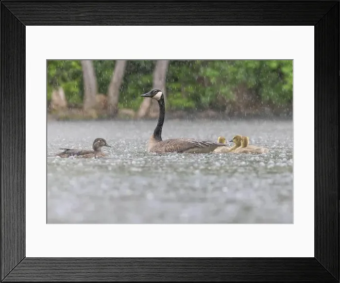 Framed Print : Canada goose (Branta canadensis) family Framed Print : Canada goose (Branta canadensis) family