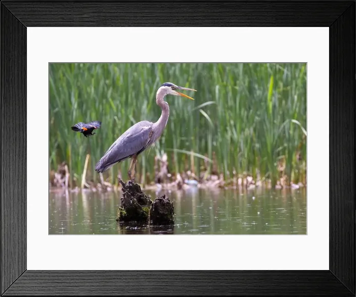 Framed Print : Red-winged Blackbird attacking Great Blue Heron Framed Print : Red-winged Blackbird attacking Great Blue Heron