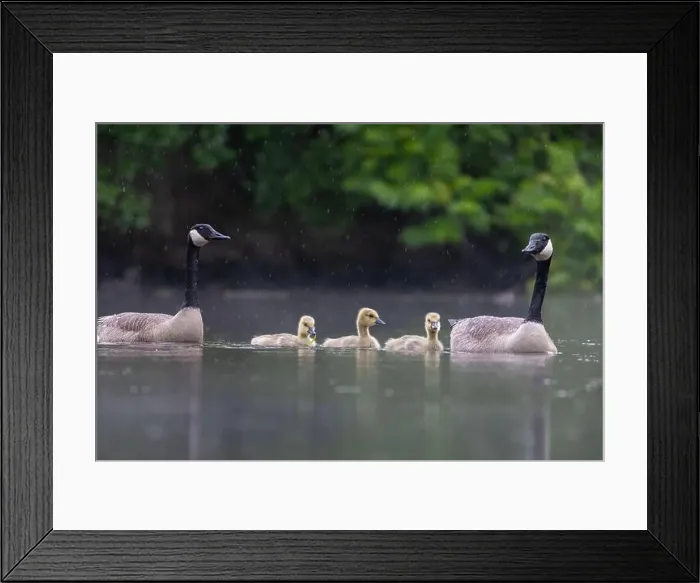 Framed Print : Canada goose (Branta canadensis) family Framed Print : Canada goose (Branta canadensis) family