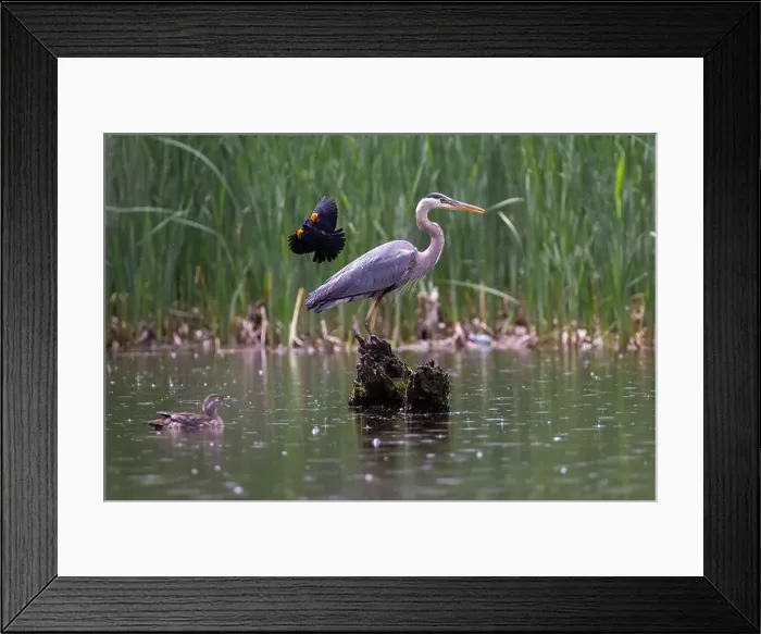 Framed Print : Red-winged Blackbird attacking Great Blue Heron Framed Print : Red-winged Blackbird attacking Great Blue Heron