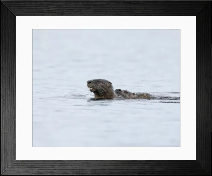 Framed Print : Pair of North American River Otters mating while swimming (or just catching a ride) in Victoria Framed Print : Pair of North American River Otters mating while swimming (or just catching a ride) in Victoria