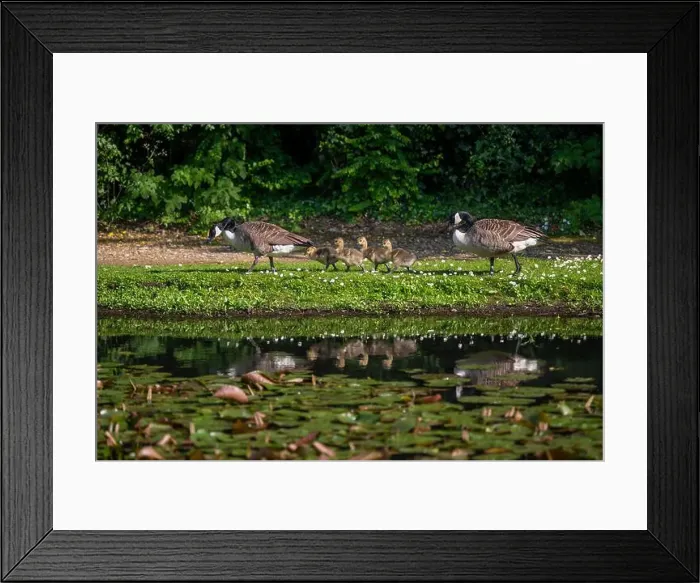Framed Print : Family of Canada Geese walking by a pond. Two adult birds and four goslings. Canada goose (Branta canadensis), Kent, UK Framed Print : Family of Canada Geese walking by a pond. Two adult birds and four goslings. Canada goose (Branta canadensis), Kent, UK