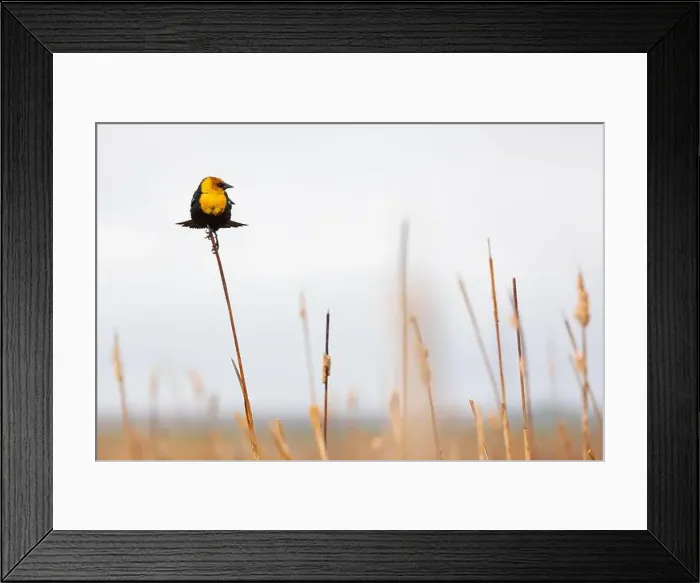Framed Print : A single Yellow-headed Blackbird on dry reeds in a marsh Framed Print : A single Yellow-headed Blackbird on dry reeds in a marsh