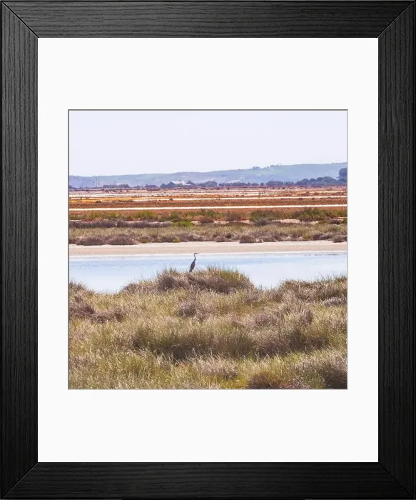 Framed Print : A blue heron stands next to a salt marsh in Donana National park in Spain Framed Print : A blue heron stands next to a salt marsh in Donana National park in Spain