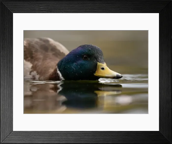 Framed Print : A Male Mallard duck from water level in Victoria, British Columbia, Canada Framed Print : A Male Mallard duck from water level in Victoria, British Columbia, Canada