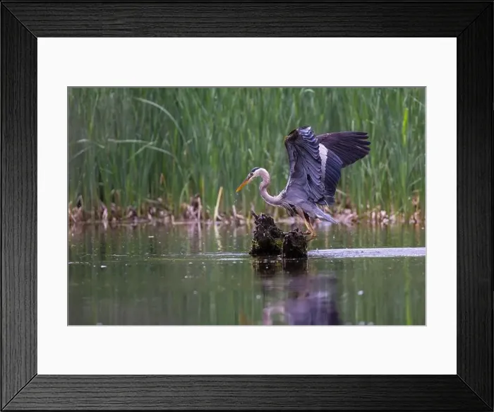 Framed Print : Great blue heron (Ardea herodias) fishing Framed Print : Great blue heron (Ardea herodias) fishing