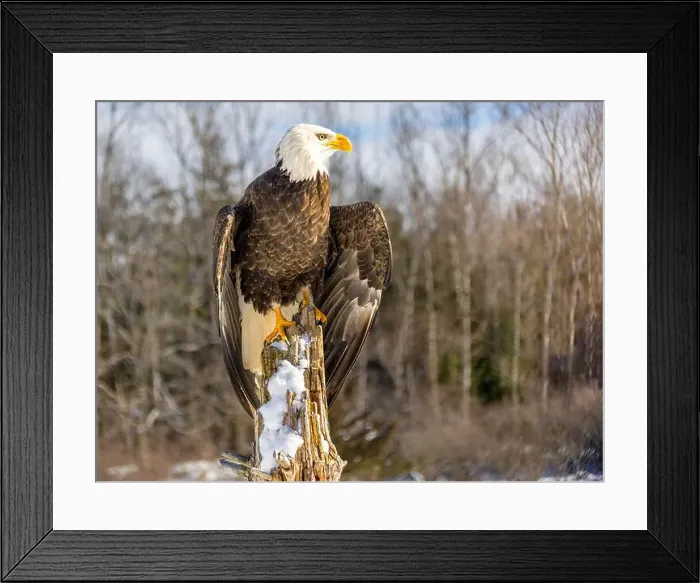 Framed Print : American bald eagle, resting on an old tree, Ontario, Canada
