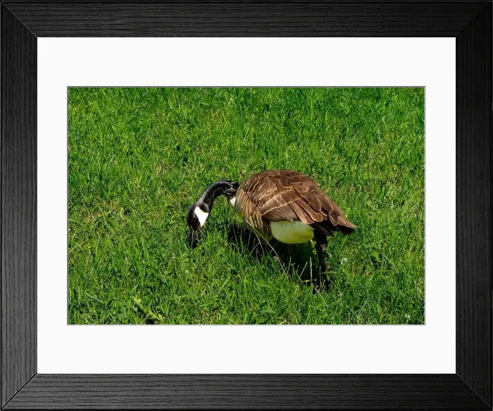 Framed Print : A goose eating on green grass background Framed Print : A goose eating on green grass background