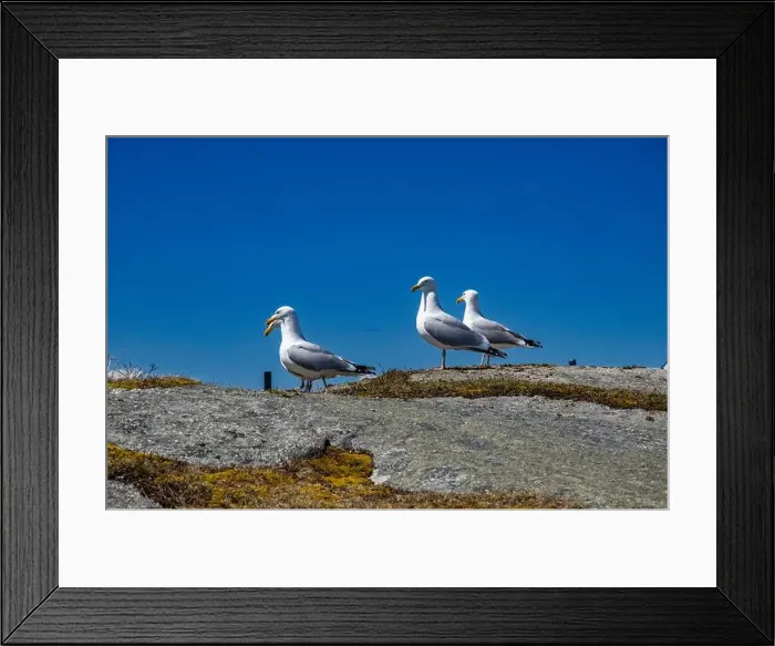 Framed Print : Great black-backed gulls standing on a rock at Peggy's Cove, Nova Scotia, Canada Framed Print : Great black-backed gulls standing on a rock at Peggy's Cove, Nova Scotia, Canada