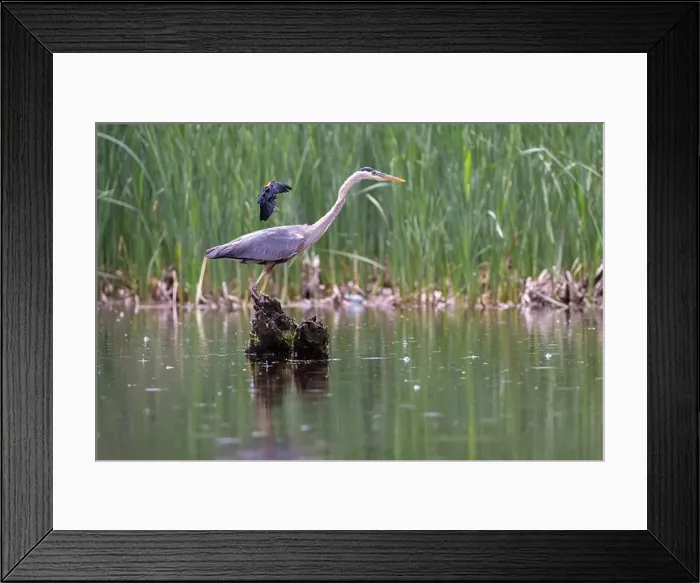 Framed Print : Red-winged Blackbird attacking Great Blue Heron Framed Print : Red-winged Blackbird attacking Great Blue Heron