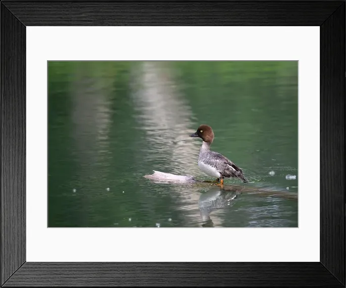Framed Print : Female Common Glodeneye resting on a log - Bucephala clangula Framed Print : Female Common Glodeneye resting on a log - Bucephala clangula